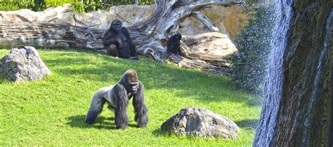 BIOPARC Valencia   Uno de los mejores parques de animales ...