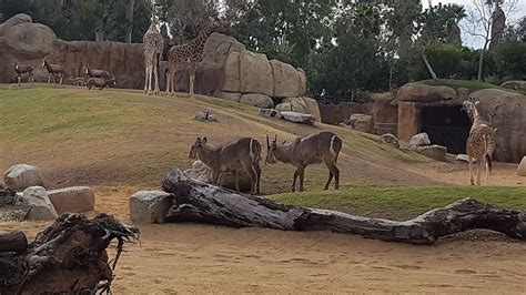Bioparc Valencia: Zoo a Valencia   Its4kids