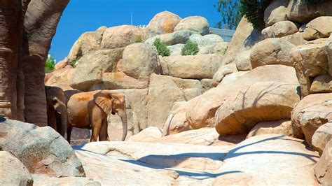 Bioparc Valencia Zoo in Valencia, | Expedia