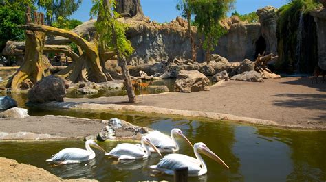 Bioparc Valencia Zoo Pictures: View Photos & Images of ...
