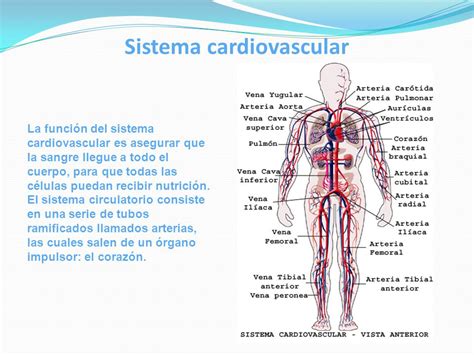 Biopsicología Tema: Aparato circulatorio Sistema ...