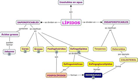 BIOQUÍMICA: Metabolismo de lípidos