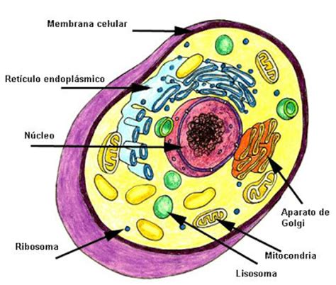 Bios: Tamaño de las células, forma y función