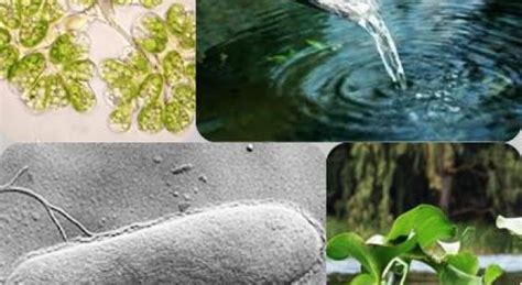 Biotecnología ambiental y tratamiento de aguas