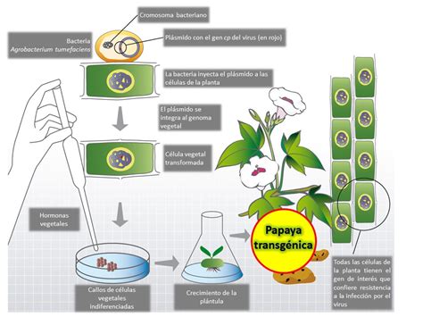 Biotecnología Sí | Un cultivo transgénico “made in ...