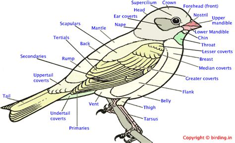 Bird Anatomy 2