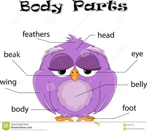 Bird body parts stock vector. Illustration of part ...
