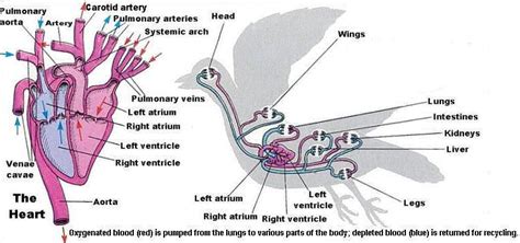Bird Circulatory System