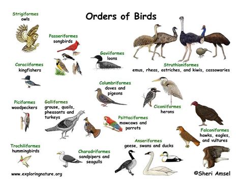 Bird Classification Lecture and Handouts | Bird, Birds, Explore nature