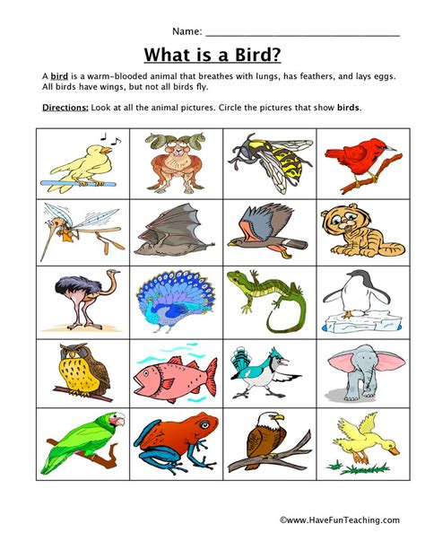 Bird Classification Worksheet | Have Fun Teaching