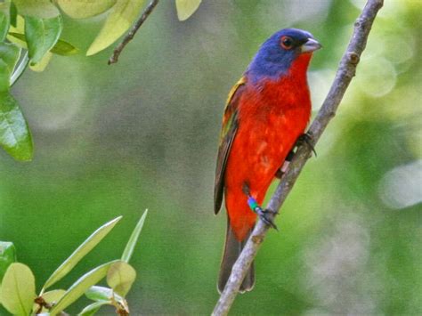 Bird Directory: Painted Bunting