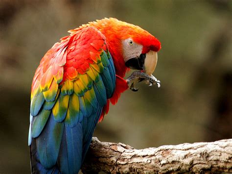 Bird Directory: Scarlet Macaw Parrot Picture
