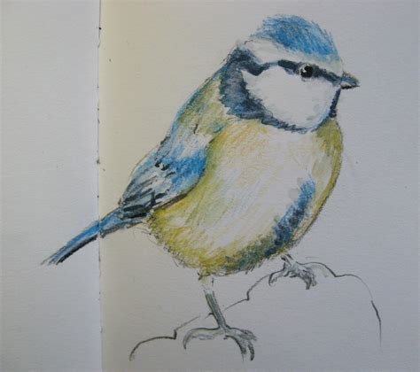 bird drawings | agnesandcora