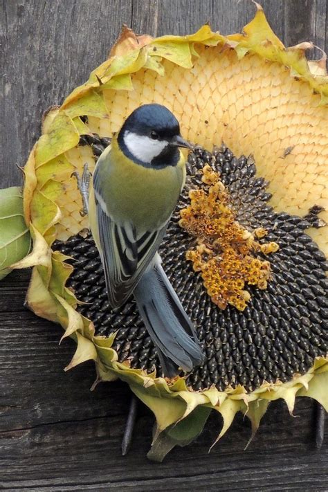 Bird Eating Dried Sunflower Seeds Pictures, Photos, and Images for ...