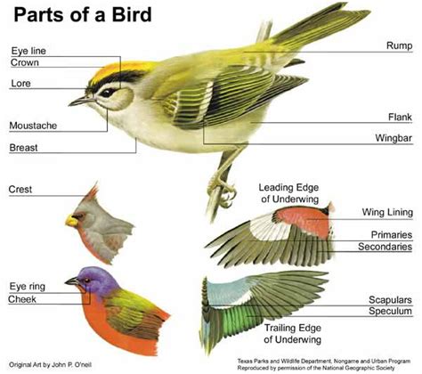 Bird External Anatomy – Ornithology