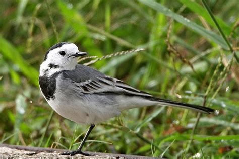 Bird Guide: Birds in Spain   Andalucia   White Wagtail