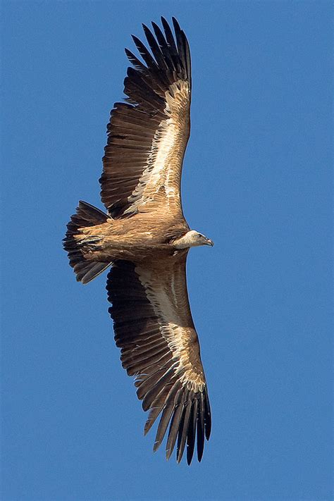 Bird Guide: Birds in Spain – Andalucia – Griffon Vulture