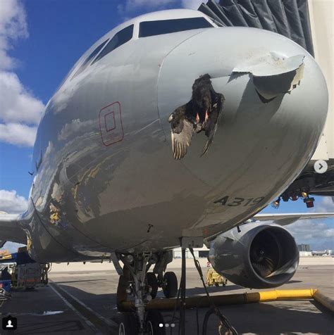 Bird hits Miami bound plane, getting wedged on its nose ...