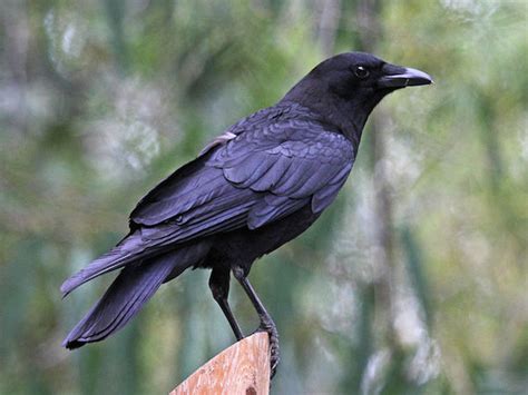 Bird Identification: American Crow