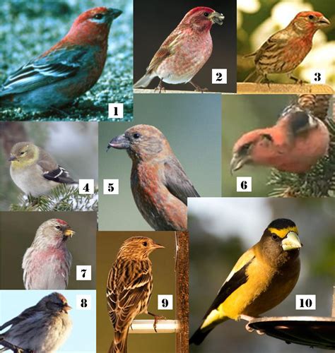 Bird In Everything: Wild Finches Birds