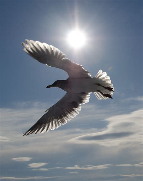 bird in flight | Tau Zero