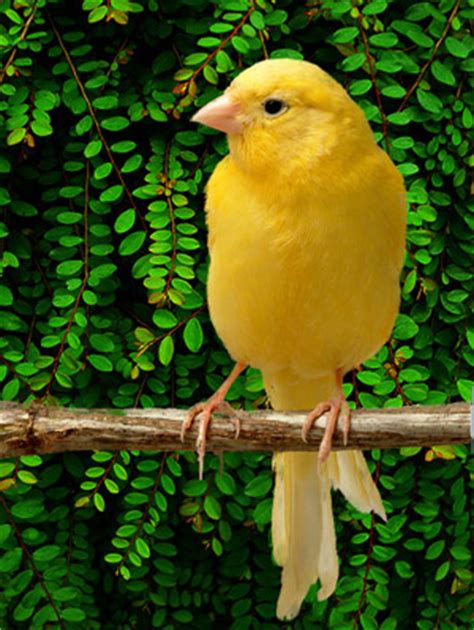 Bird Intelligence: The Canary