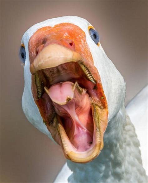 Bird Mouths Look Scary  20 pics