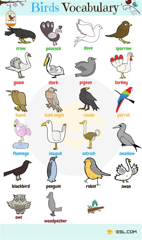 Bird Names: Different Types of Birds in English   ESLBuzz ...