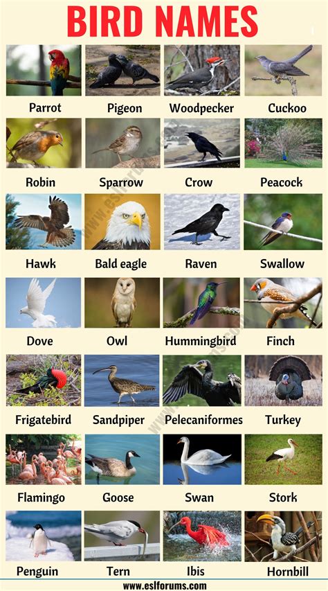 Bird Names: Different Types of Birds in English with the ...