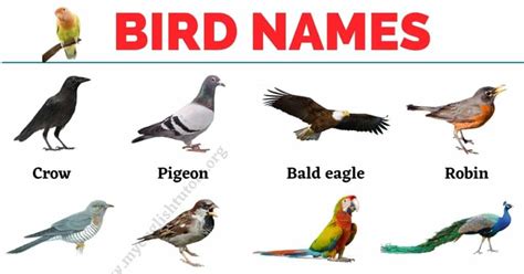 Bird Names: List of 30+ Names of Birds in English with the ...