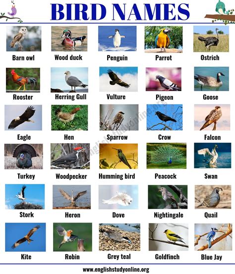 Bird Names: List of 35+ Popular Types of Birds with ESL ...