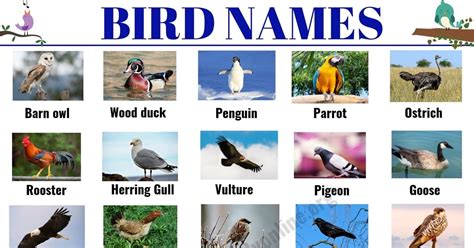 Bird Names: List of 35+ Popular Types of Birds with ESL ...