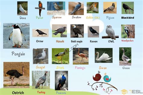 Bird Names: List of Birds and Types of Birds  with Beautiful Bird ...