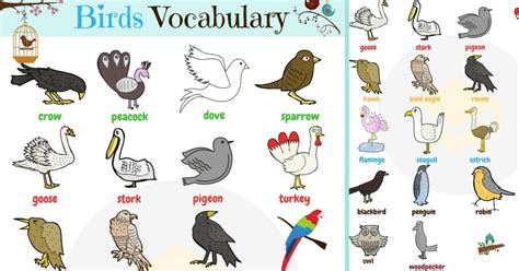 Bird Names: List of Birds with Useful Birds Images | Bird ...