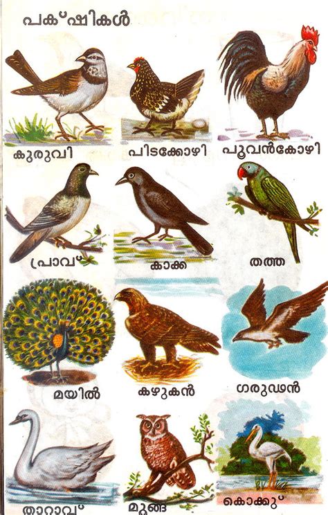 bird names