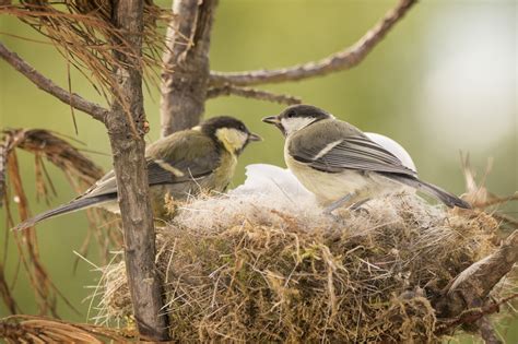 Bird Nest Identification