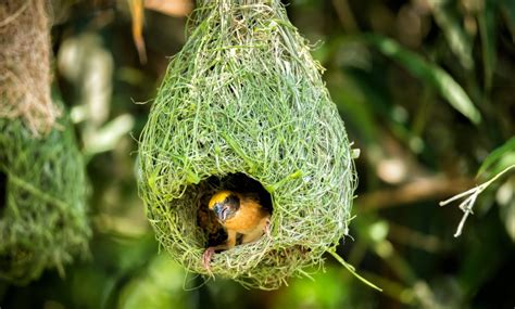 Bird Nests 101: Identifying Different Types Of Bird s Nests   Earth Life