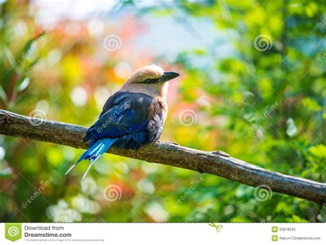Bird on a tree stock image. Image of ornithology, feathers ...