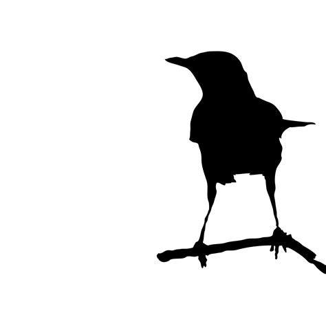 Bird On Branch Silhouette Free Stock Photo   Public Domain ...