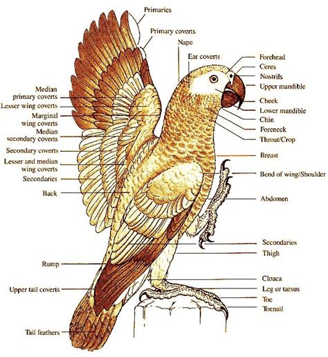 #Bird / #Parrot Body Structure & Anatomy | Parrot facts ...