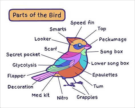 Bird Parts Print – TopatoCo