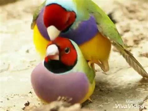 Bird reproduction   YouTube