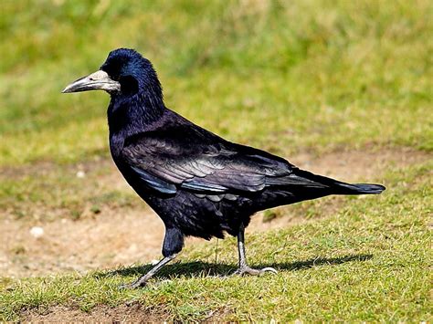 Bird: Rook  Corvus frugilegus  | Wildlife Insight