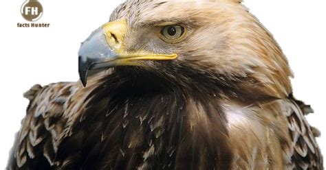 Bird s Lifestyle: Spanish Imperial Eagle   Spanish ...
