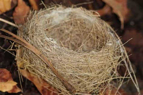 Bird s Nests | Petlife