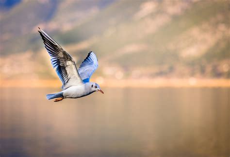 Bird Seagull Flying   Free photo on Pixabay