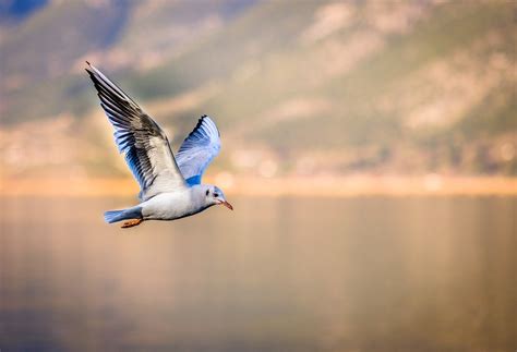 Bird Seagull Flying   Free photo on Pixabay