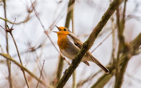 Bird Singing in Tree HD wallpaper