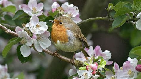 Bird sitting in a tree with flowers | HD Animals Wallpapers