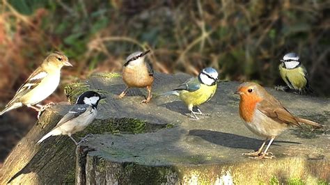 Bird Sounds : Birds Chirping and Singing Extravaganza ...